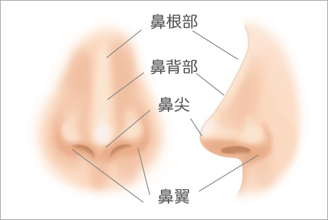鼻の構造の名前